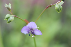 Murdannia simplex